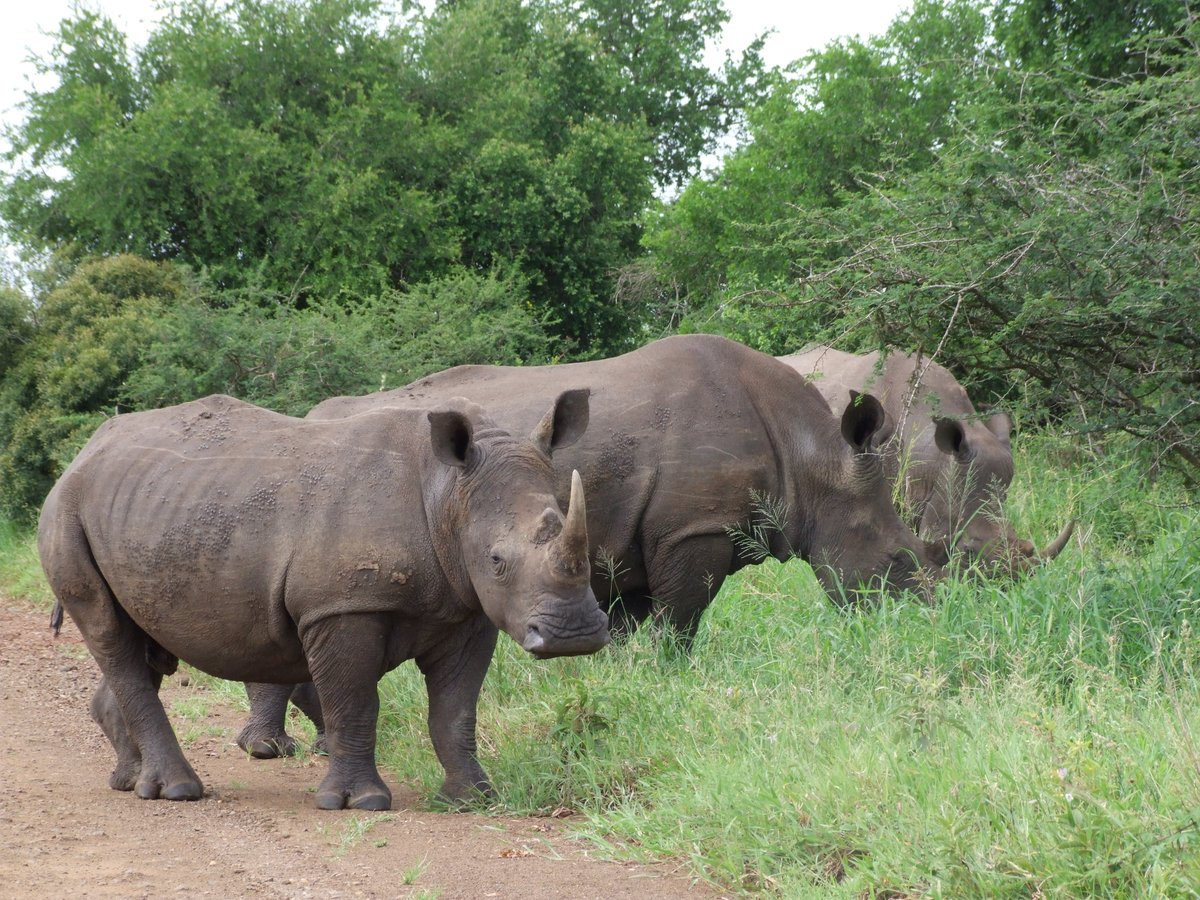 A short #Safari  story for #RhinoFriday The youngster kept an eye on old me &amp; I respected their space. A very peaceful scene of mainly grazing &amp; occasional glances...#Travel   #rhinos   #WildlifeConservation   #SouthAfrica
