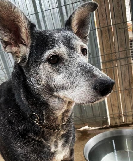 SosAbuelos1's tweet photo. #ELLIET (10 AÑITOS) #VALENCIA
Todo empezó con la muerte de su dueña. Después, su llegada al refugio, para terminar, separándose de su hermano peludo 😔.
Entendemos lo desolada que está

adoptasvpap@gmail.com https://t.co/ehE3QloCZD