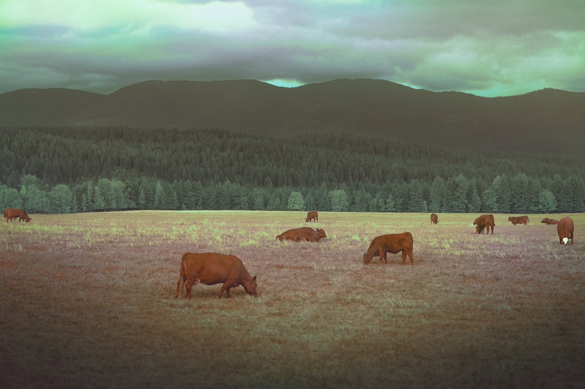xmasteve's tweet photo. western dreams https://t.co/NQD8LFdMxE
