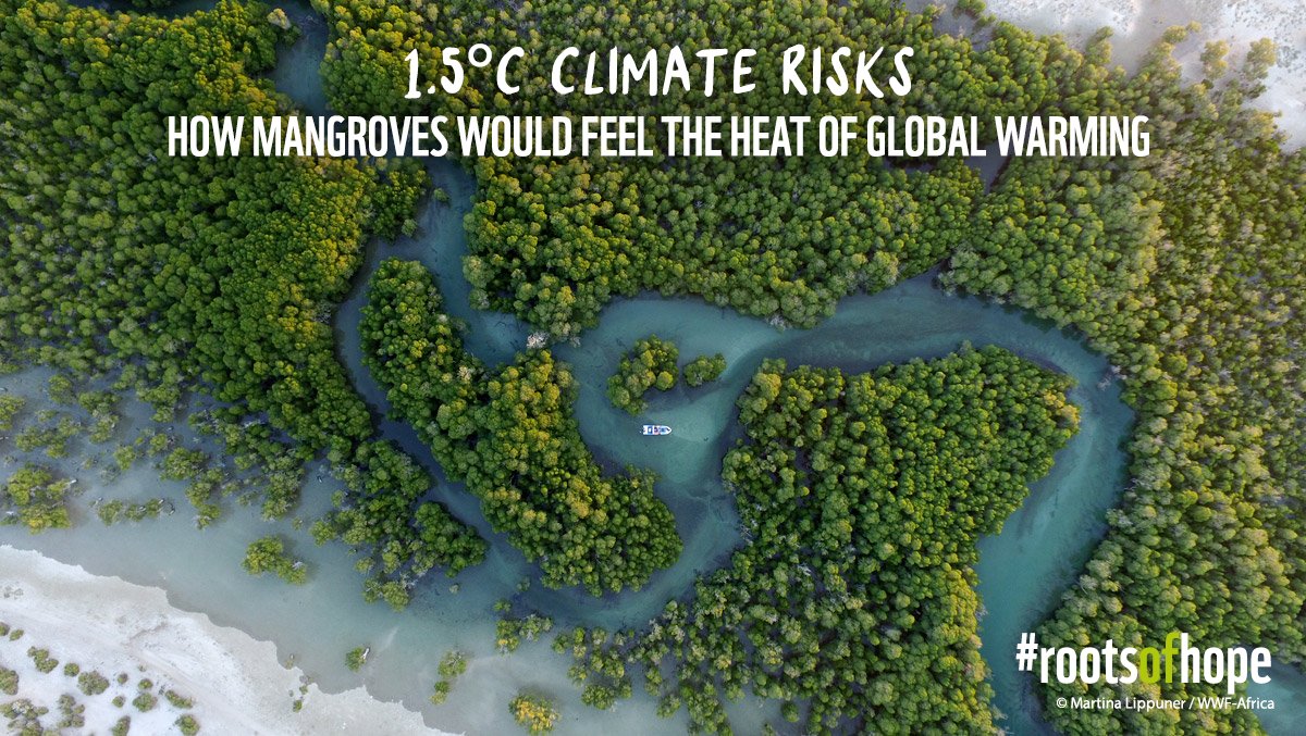 What will the world look like if #GlobalWarming reaches 1.5°C or above? 

The Feeling the Heat report by <a href="/wwf_uk/">WWF UK</a> (German version released this week) tries to answer this question by looking at 13 exemplary species. We´ve asked ourselves: would mangroves feel the heat as well? A🧵