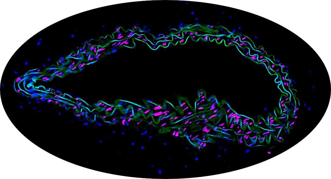 ScottRJ_VT's tweet photo. #PostDoc position available in the Johnstone lab @virginiatech, @FralinBiomed reach out if you have any questions and please RT
#VascularDisease #Therapeutics #Inflammation #CellProliferation #CellBiology 
Apply @VaTechJobs No 517397 https://t.co/4EKqIO2sZw