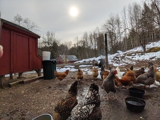 normonics's tweet photo. All mature spirituality recognizes the shared identity of the mundane and the sacred 

#chickenthoughts https://t.co/PIO8rTANwk