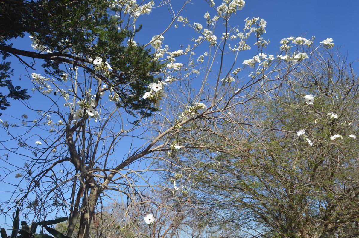 Ipomoea wolcottiana from Mexican dry forest 

#Convolvulaceae