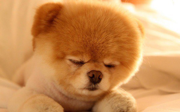 DiloConPerritos's tweet photo. Viernes ¿pero a qué costo? https://t.co/ydzGb6z1fj
