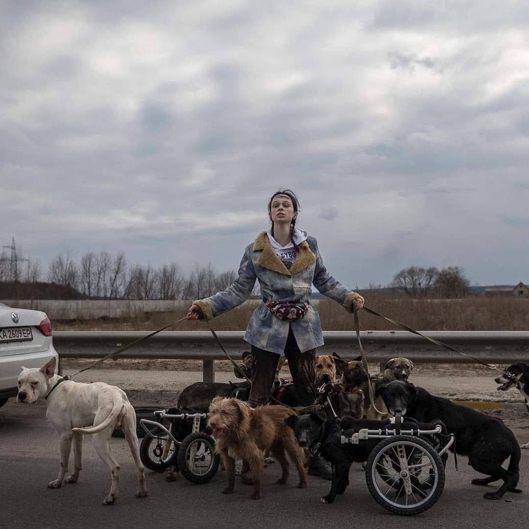 dattalion's tweet photo. A Ukrainian girl from blocked Irpin, which has been under non-stop shelling for days, is rescuing crippled dogs from a shelter. 
Days earlier the Russian army shot down an animal rights activist delivering food to the animal shelter. 
#DefendUkraine #StandWithUkraine #DATTALION https://t.co/eVPqX0X9yg