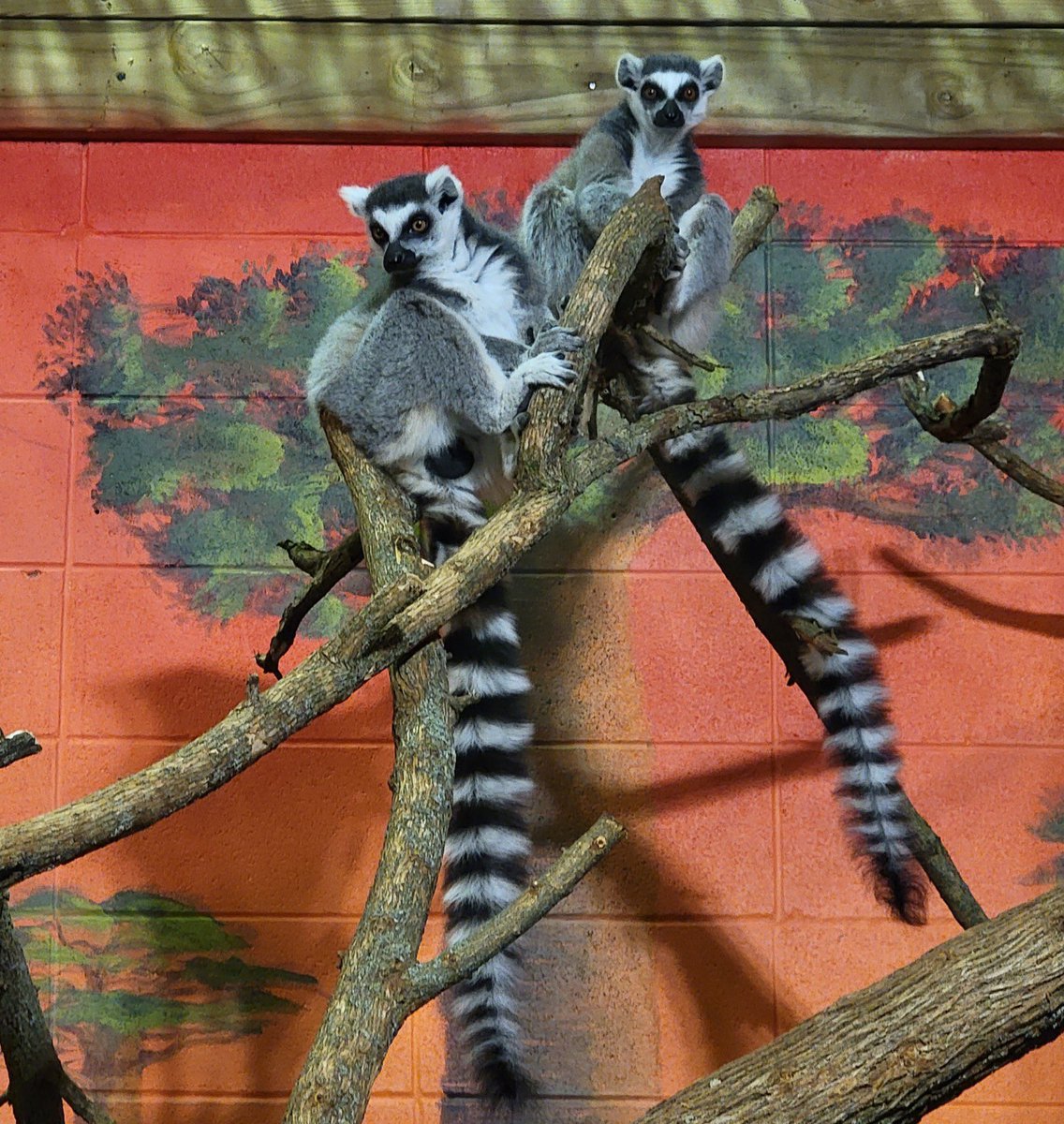 dpzoo's tweet photo. DPZ is closed today ๐ฅถ happy Friday. #springpleasehurry https://t.co/ealrwgLNDm