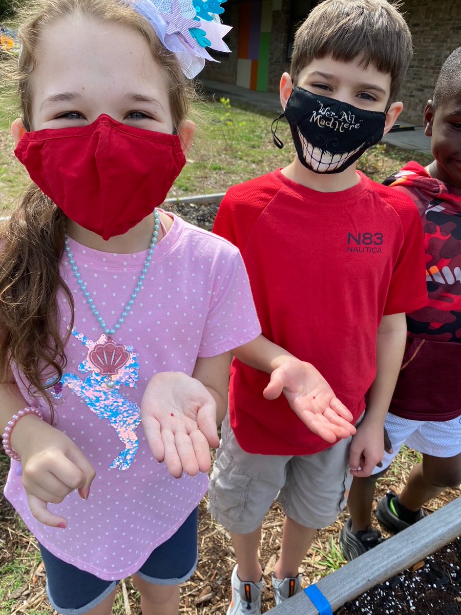 hamiltonengtech's tweet photo. Planting in our G.R.E.E.N. Space "rocks"! As part of their study of rocks and soil, 2nd grade innovators learned about what makes up soil and which soil type is best for growing vegetables. They planted carrots, beets, &amp; onions to observe how root vegetables grow!
#innovatorlife https://t.co/PWrJpVTONX