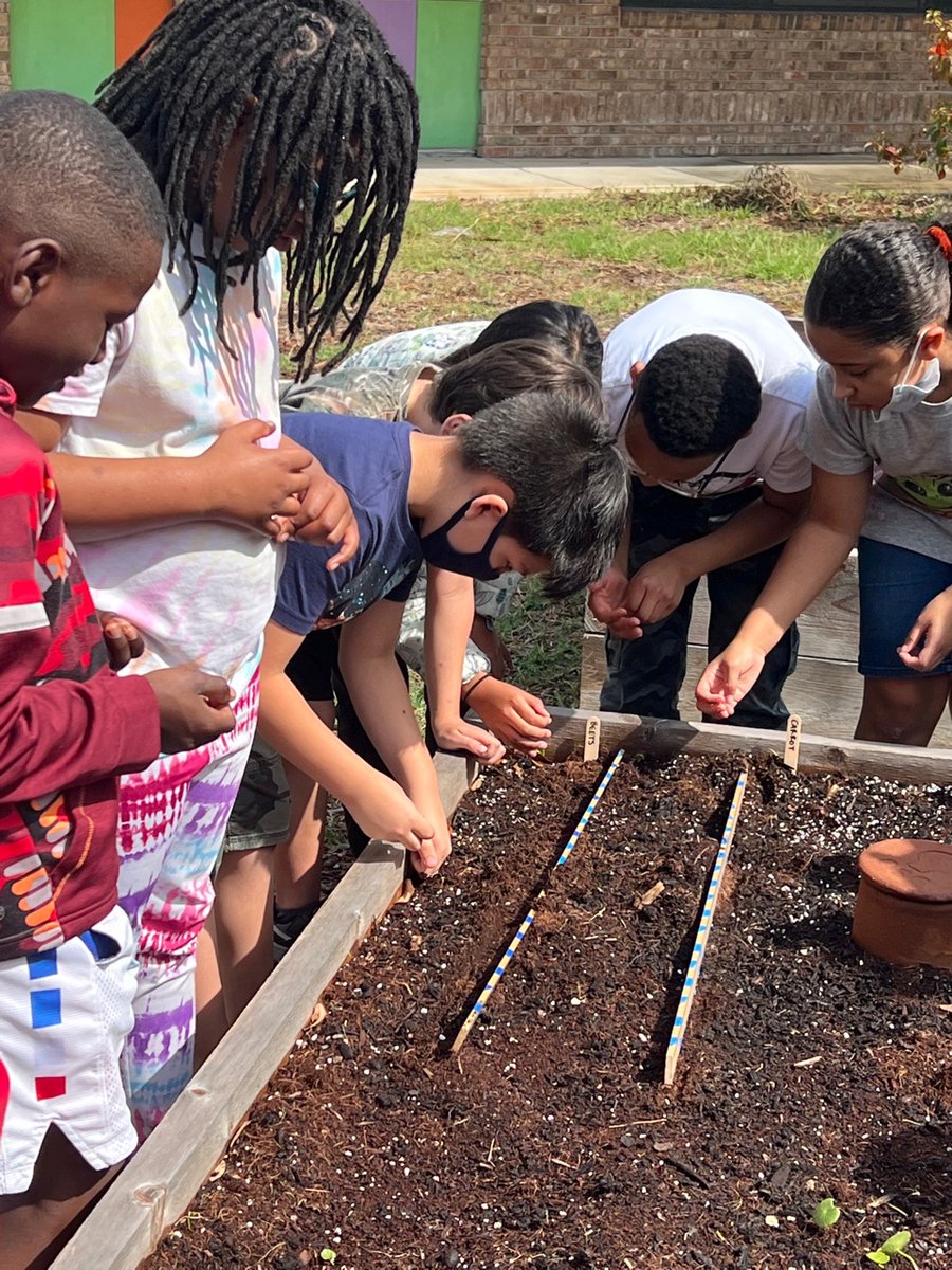 hamiltonengtech's tweet photo. Planting in our G.R.E.E.N. Space "rocks"! As part of their study of rocks and soil, 2nd grade innovators learned about what makes up soil and which soil type is best for growing vegetables. They planted carrots, beets, &amp; onions to observe how root vegetables grow!
#innovatorlife https://t.co/PWrJpVTONX