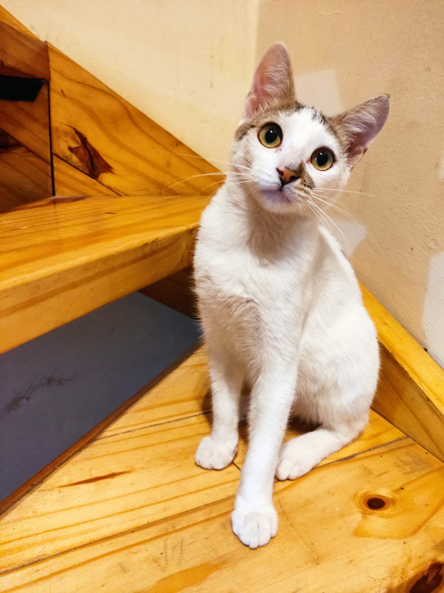 Me llamo #STARLY y soy uno de los más más copados de chacabulandia 
Soy HIPER mimoso y compañero 
Me llevo súper con otros gatitos y convivo con niños y perros 
Tengo 7 meses y en breve estaré castrado
Qué decís? Vos y yo juntos para siempre,  pensalo 😉