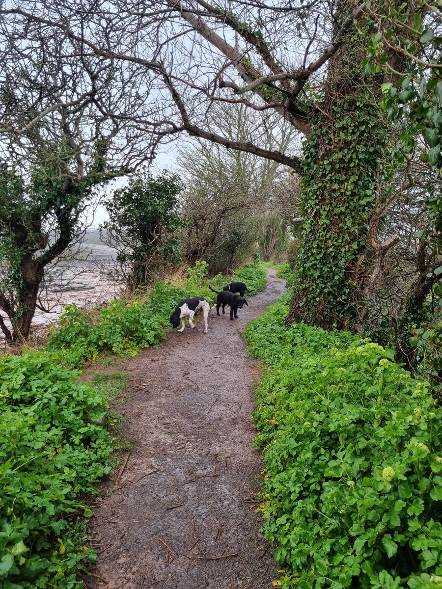 Charlontheocean's tweet photo. Happiness is .....a dog walk in the rain 😊 https://t.co/yZFvmzaB4d