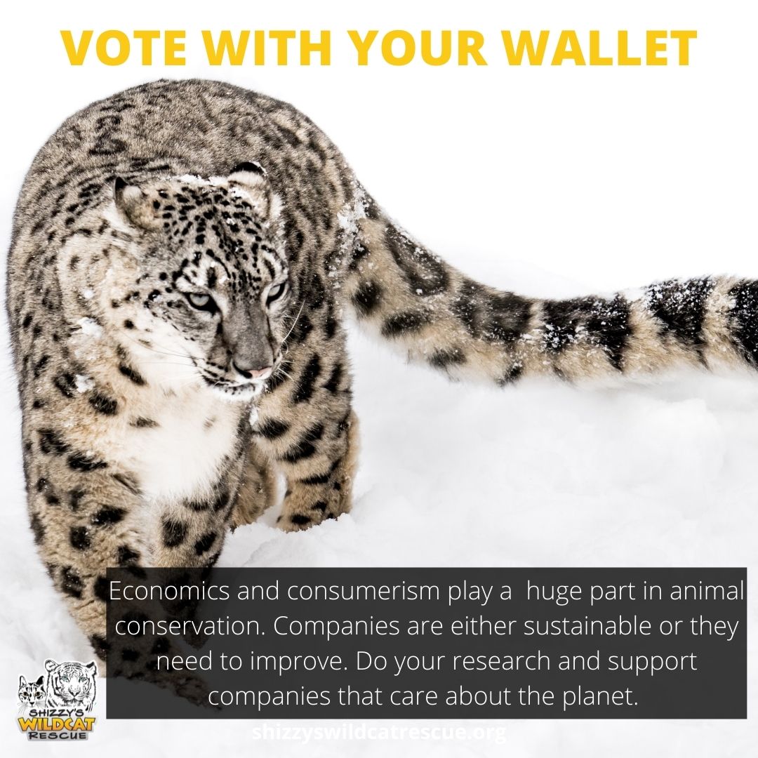 BigCatLovingHu1's tweet photo. You can make a difference. #shizzyswildcatrescue #MakeanImpact #SaveBigCats #ProtectBigCats #BigCatLaws #PredatorsNotPets #IpromiseWeWillGetThere https://t.co/66xOzbl2cj
