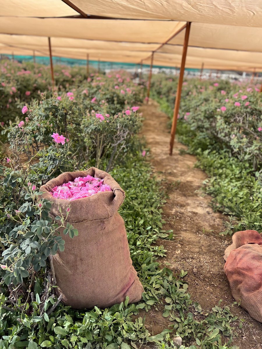 taif_iin's tweet photo. اللهم إني استودعتك مستقبلاً لا أعرف خفاياه ولكني أعلم أنك خير مدبر و خير من أودعت له الودائع. 

#الطايف #يوم_الجمعه https://t.co/5Sp7qkfJXZ