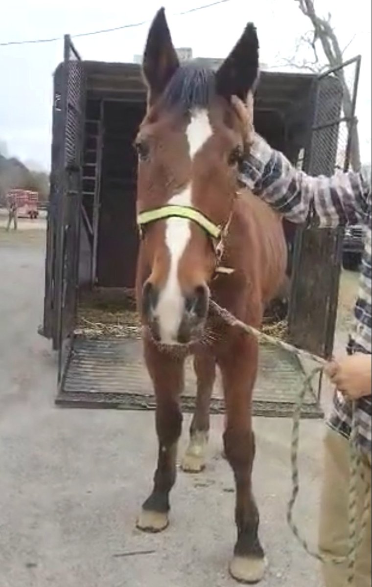 25 Yr Old Cha Ching Ba Bing Adopted after SRF rescued him! Thank you ♥️