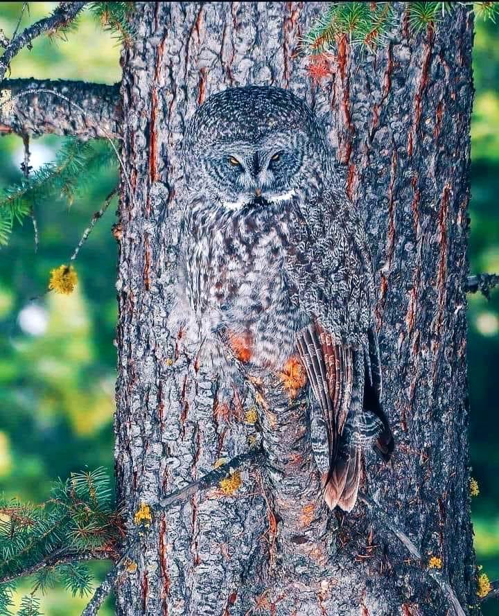 EnzoKenzo10's tweet photo. Incredible camouflage. https://t.co/OYj3NkLCQp