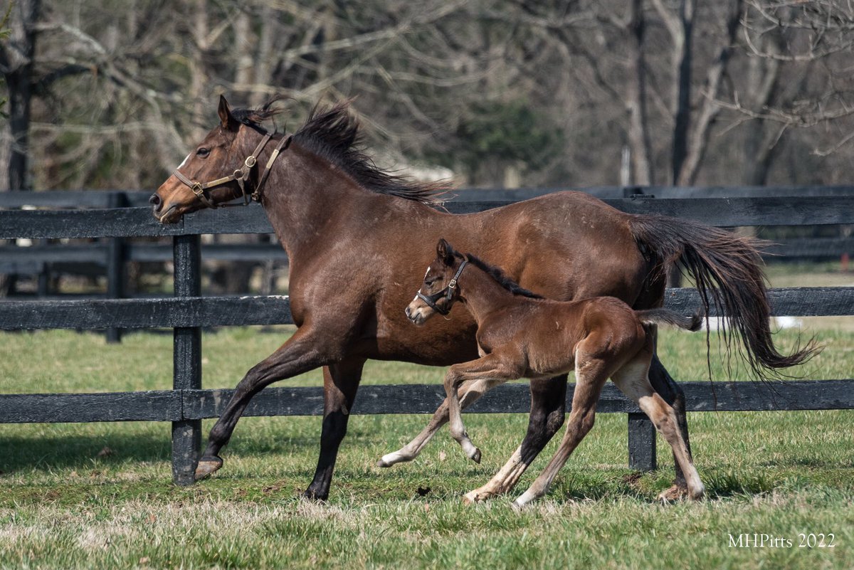 ExlineBorder's tweet photo. Foal Friday pictures courtesy of @Timber_Town - our Blame colt out of Newport Breeze just born on Monday. @marettefarrell @TeschaVonB @zoecadman https://t.co/NNMXB0he8o