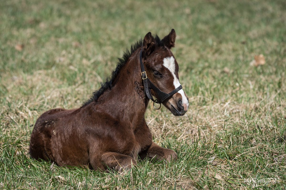 ExlineBorder's tweet photo. Foal Friday pictures courtesy of @Timber_Town - our Blame colt out of Newport Breeze just born on Monday. @marettefarrell @TeschaVonB @zoecadman https://t.co/NNMXB0he8o