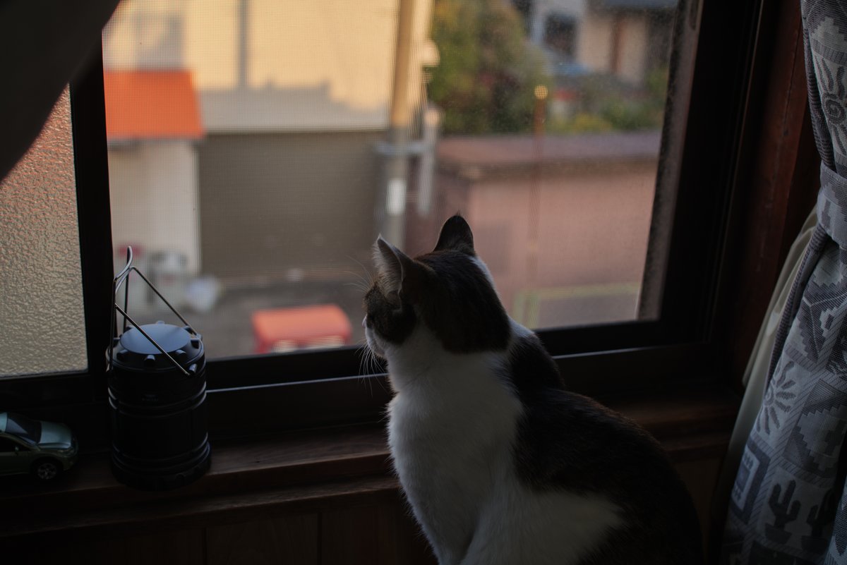 HarQ_Yamaguchi's tweet photo. 夕方の外を眺めるKEN王。
LUMIX S1R
CANON TS-E 45mm F2.8
Fotodiox Smart AF Adaptor EF-LT-FSN
#ねこ
#猫のいる暮らし
#LUMIX
#S1R
#TSE45mm
#EF_LT_FSN
#FOTODIOX
#焦点工房 https://t.co/WjL0K2KgYn