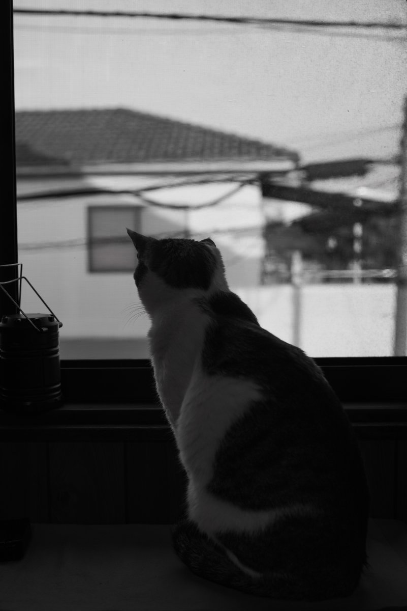 HarQ_Yamaguchi's tweet photo. 夕方の外を眺めるKEN王。
LUMIX S1R
CANON TS-E 45mm F2.8
Fotodiox Smart AF Adaptor EF-LT-FSN
#ねこ
#猫のいる暮らし
#LUMIX
#S1R
#TSE45mm
#EF_LT_FSN
#FOTODIOX
#焦点工房 https://t.co/WjL0K2KgYn