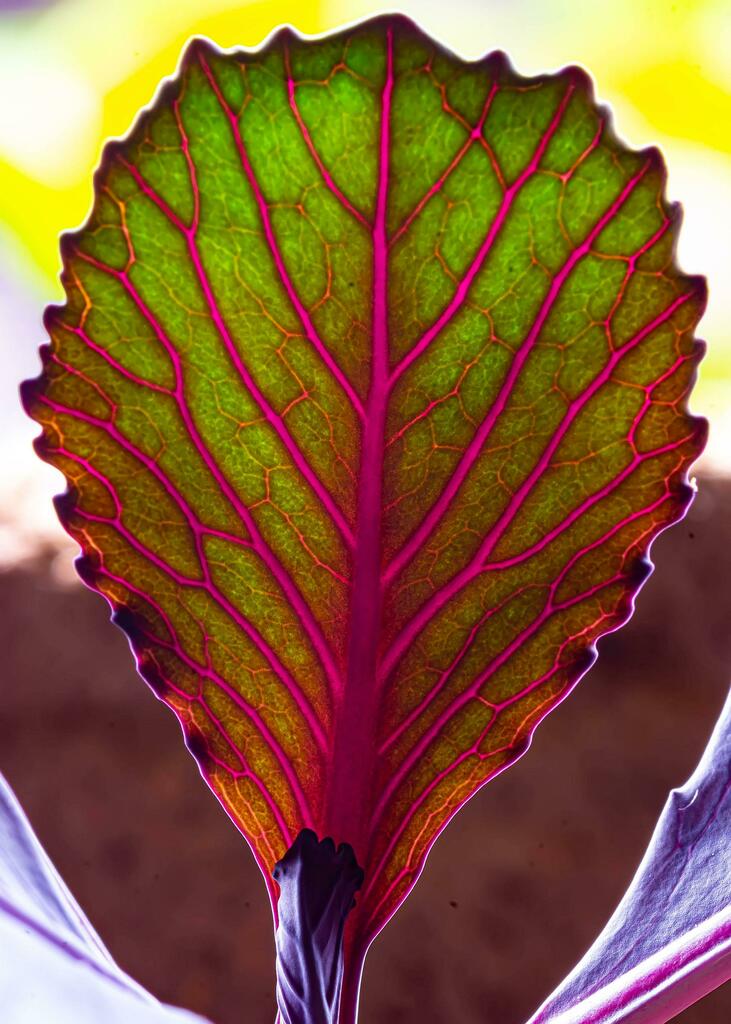 Underside of my red cabbage seedling