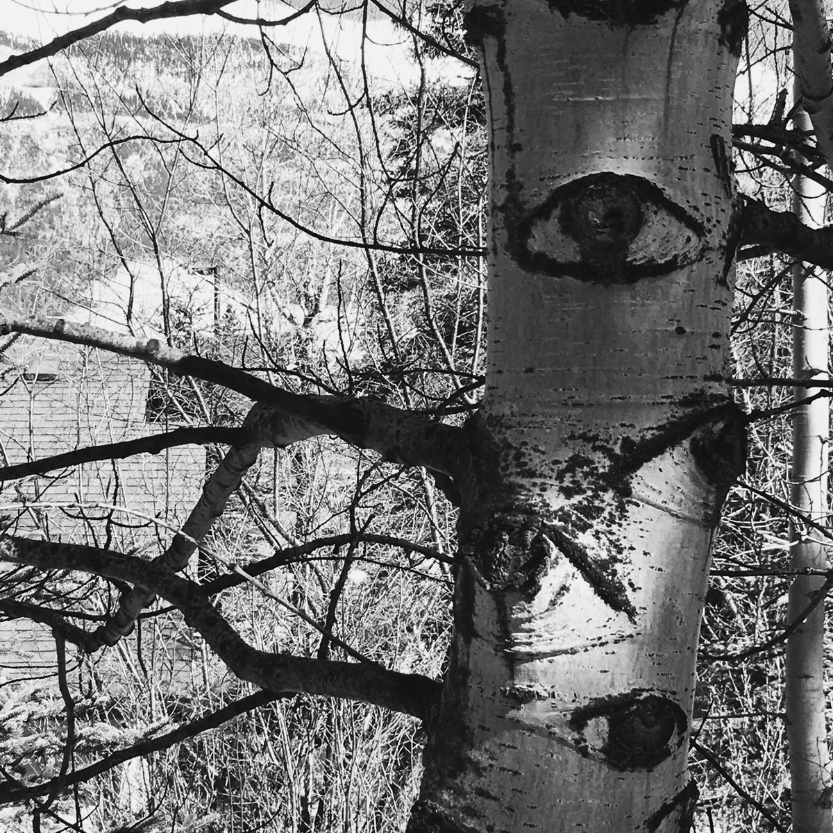 SteevesCreightn's tweet photo. Going into the weekend with eyes wide open. Have a good one! #NFTs #nftphotography #NFTartist #trees #NaturePhotography https://t.co/qwEVc6Pci8