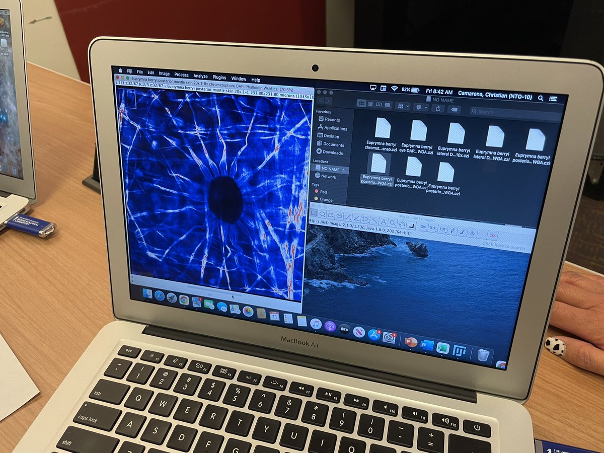 PaleoExplorer's tweet photo. Incredible opportunity! High school students from @newtechodessa in Odessa, Texas are fine tuning their confocal images they took of a cephalopod at @MBLScience in Woods Hole, Mass. w/ lab head @CarrieOcto - @EctorCountyISD @NSF @syGlassVR @MrsBarragan_NTO @whittenburgk1 #STEM https://t.co/RksBDSkqXp