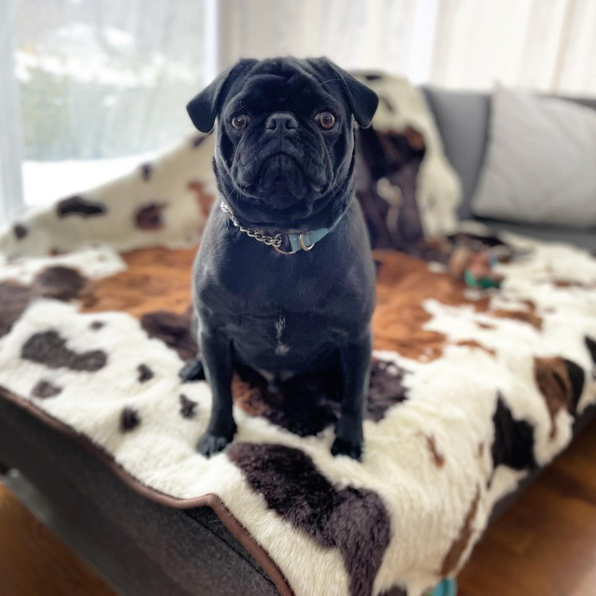 PawOriginal's tweet photo. "@poe_pug really digs his new waterproof dog throw by @paworiginal . It’s fluffy and cozy, but looks cool, too! (I also love it…so much better than the ugly grey blanket we used to use)" - missrogue
#FanFriday #PawDotCom

🐾 Shop here: https://t.co/IMEp6qE2Rk 🐾 https://t.co/zqTVfWAOoy