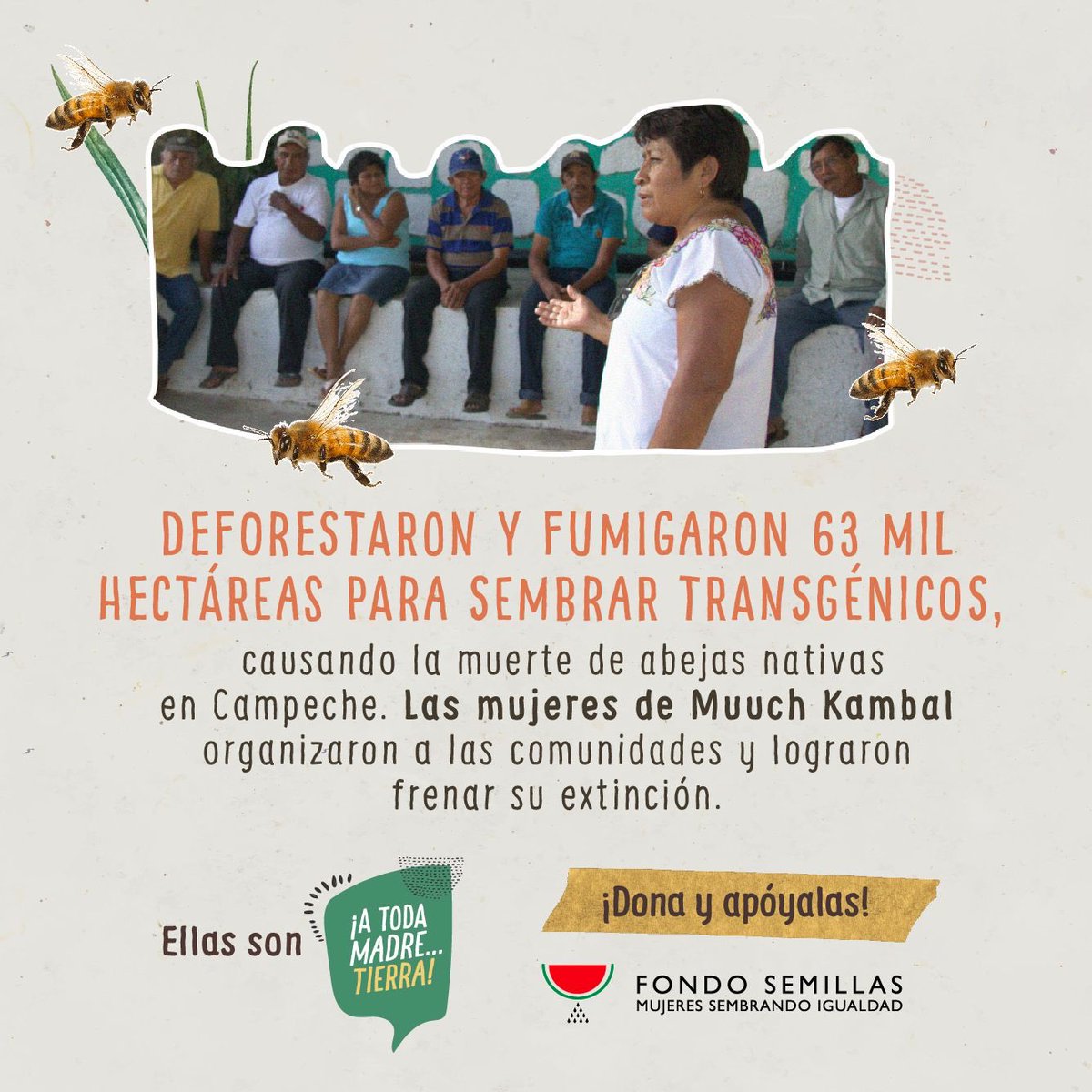 FondoSemillas's tweet photo. ¡Últimos días de la campaña #ATodaMadreTierra🌿💚! No dejes de apoyar a las heroínas q protegen los recursos naturales del país. Las mujeres de @MuuchKambal, defienden las tierras de empresas q promueven cultivos transgénicos q las esterilizan. 
¡Únete!👉https://t.co/lOCIlivOZM https://t.co/rpYV2grHSb