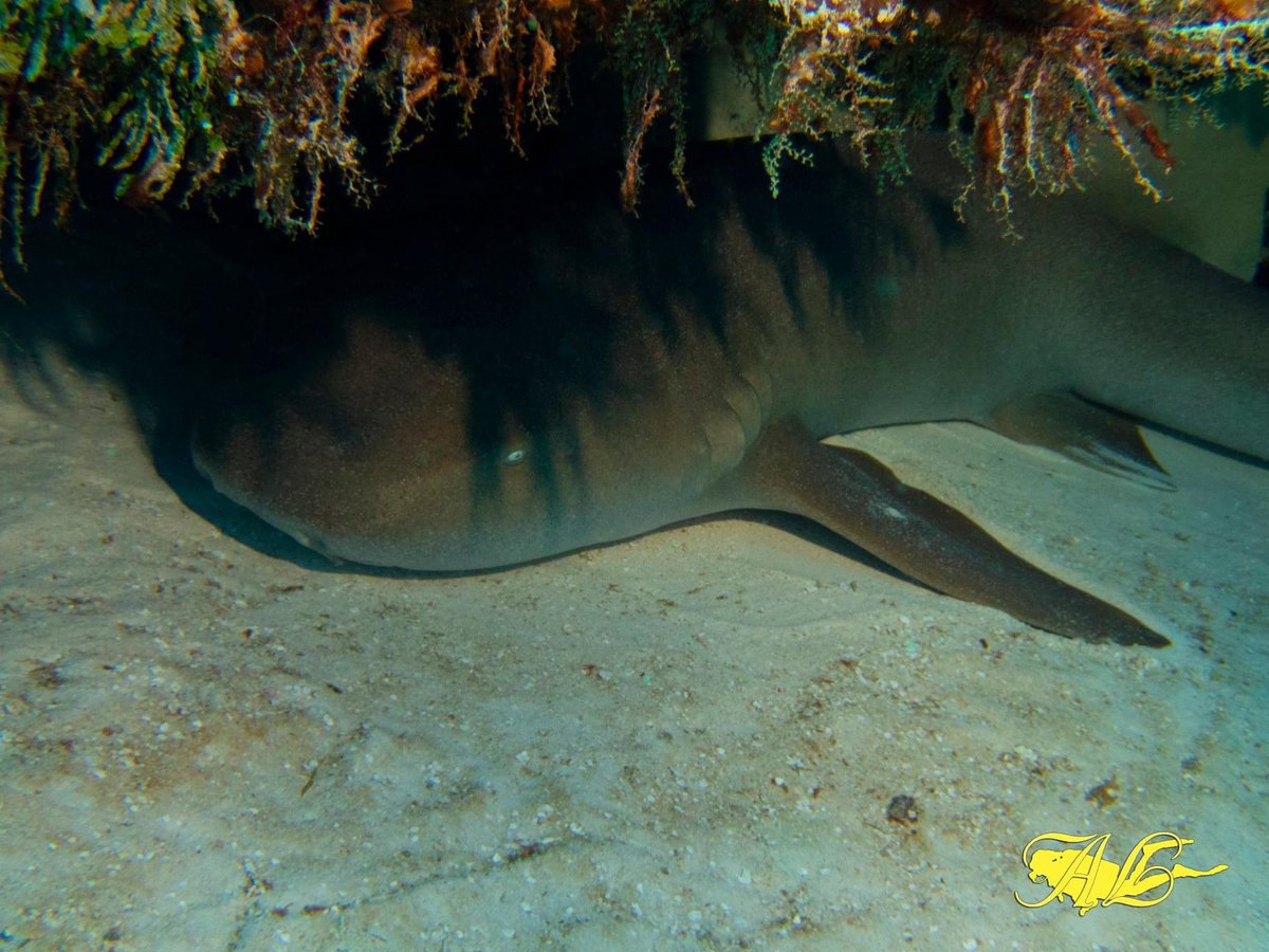 Happy Friday everyone!! 😍🌊🤿👩‍⚕️🦈📸 #scubadiving #scuba #diving #underwater #photography #PictureOfTheDay #picoftheday #friday #FridayFeeling #HappyFriday #nurseshark #shark #SharkWeek #Cozumel #mexico #scubadiver #diver #saltylife #justaddwater #sharks