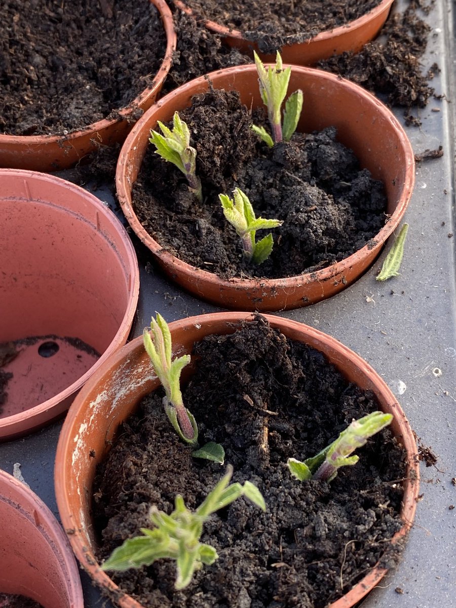 OurPlot23's tweet image. Our verbena bonariensis in the garden that we haven’t yet cut down has started to produce new shoots. I’ve taken cuttings from the shoots and potted them on - I’m hoping we get lots of little plants that we can plant around our allotment shed this year. #allotments #pollinators