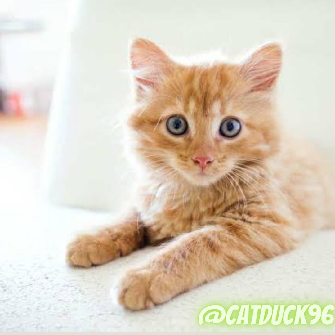 Catduck96's tweet photo. Cats are connoisseurs of comfort.”
#catlmv #catphoto #catlover #catsray #catsworld #cat #catnice #catsmail #catvideo #catmode #catselfie #catsanimals #catlove #catmodel https://t.co/gysRWPkOBD
