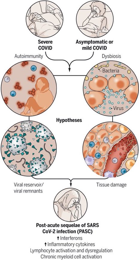 yoncabulutmd's tweet photo. Another wonderful review from @VirusesImmunity and #WomenInSTEM colleagues
#Covid19
Viral reservoir hypothesis, this could be also triggering #MISC #PIMSTS #LongCovid
#PedsICU
@VSLanziotti @DrKenRemy1 @MontyMazer @ChrisCarrollMD @DrPhilipVerhoef @ArditiMd @eliowa @LaelYonker https://t.co/M0E1w7kTKP