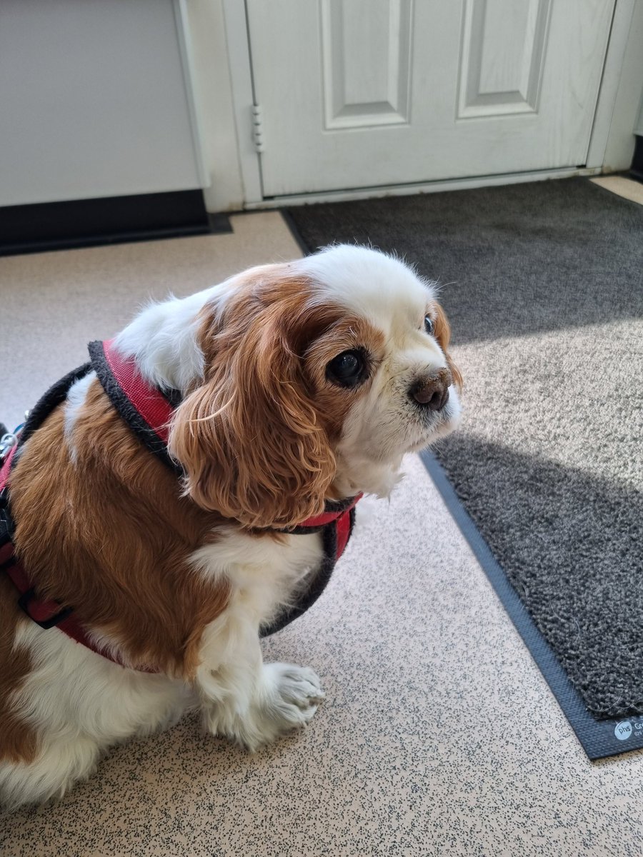 MillyMoo2019's tweet photo. Waiting at the V.E.T's. I think I have another wee infection 🤷‍♀️ https://t.co/5UgCPnLyoc