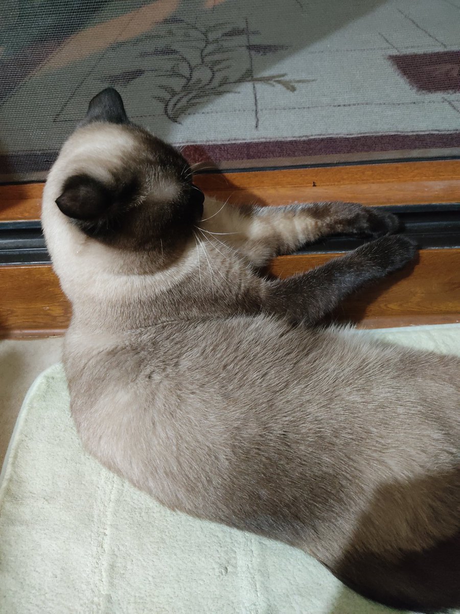 Arkadaşımın kedimle ruh ikizi olduğunu düşünüyorum