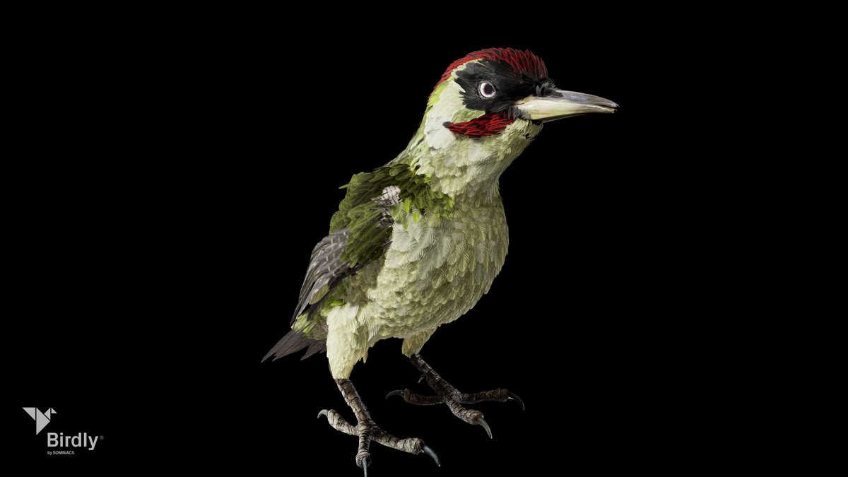 Some first insights into the fauna of our new insect experience🦋

*trailer coming soon*

#flybirdly #vr #xr #insects