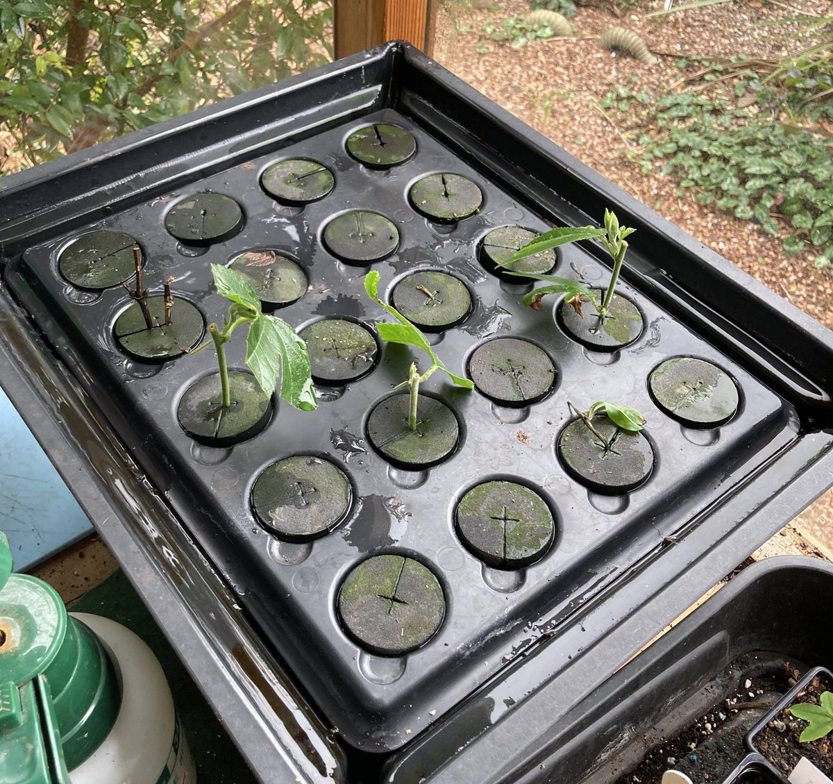 Devsubtropgdn's tweet photo. More #Hydropod shenanigans. Here 25% success rate with #passiflora x exoniensis. Since I’ve had 0% with almost every other method this is a definite win. Adverts showing its success with easy plants show nothing. Lonicera hildebrandiana and passiflora mollissima next! https://t.co/9tTJiYmenv