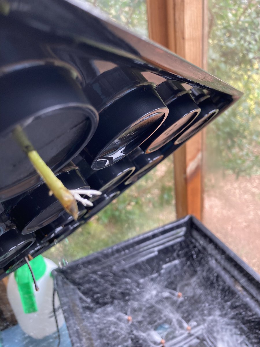 Devsubtropgdn's tweet photo. More #Hydropod shenanigans. Here 25% success rate with #passiflora x exoniensis. Since I’ve had 0% with almost every other method this is a definite win. Adverts showing its success with easy plants show nothing. Lonicera hildebrandiana and passiflora mollissima next! https://t.co/9tTJiYmenv