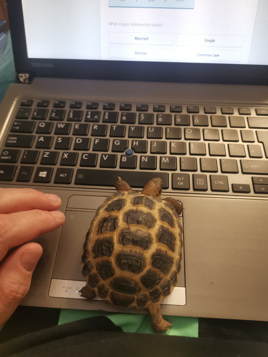 When your little mate is helping you sort your vehicle insurance out 🐢🤣