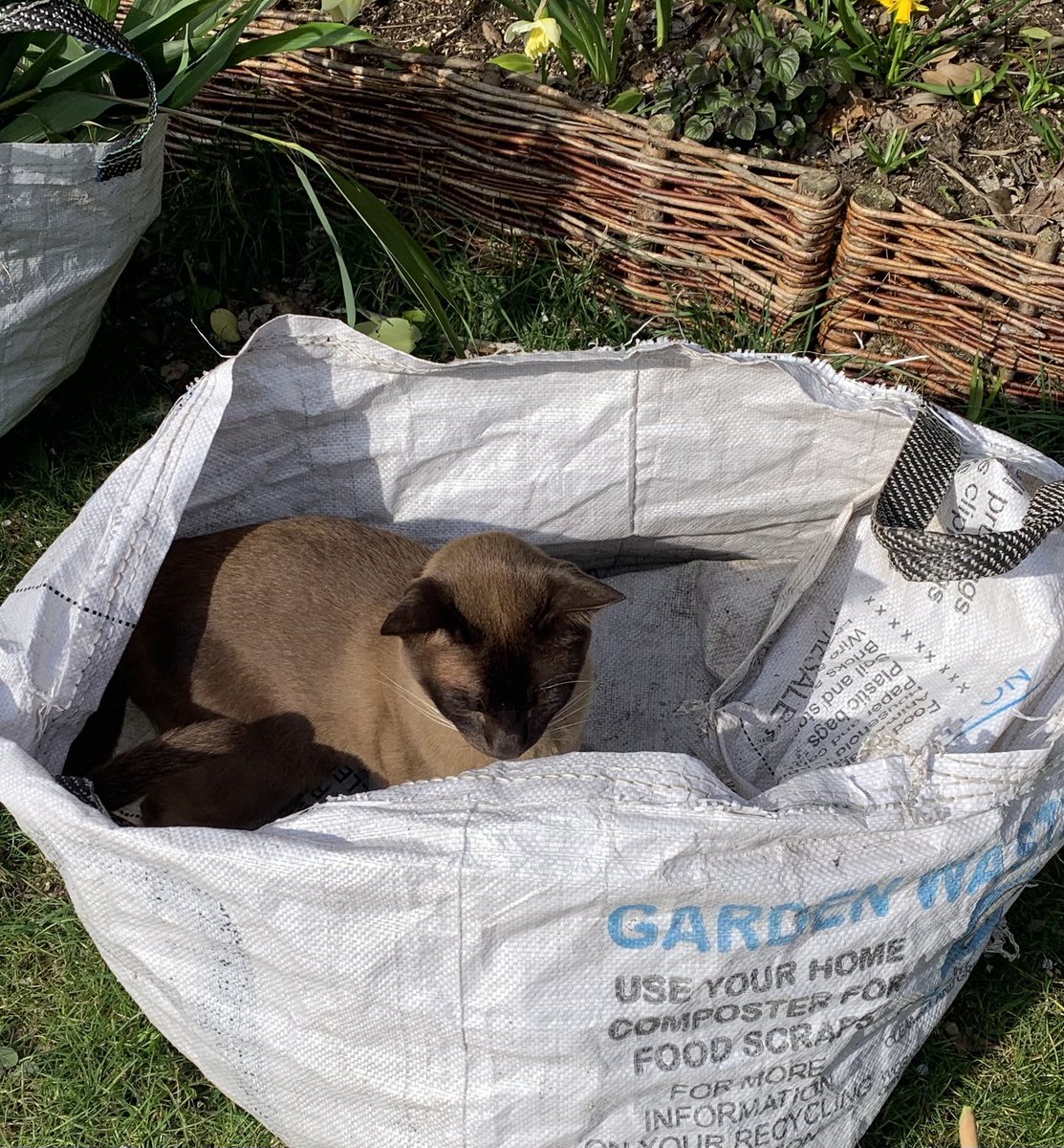 Flospots's tweet photo. No Mischa, get out! They are coming to collect the garden recycling today. #catsoftwitter. #catsinperil. https://t.co/okWPziZ3Jj