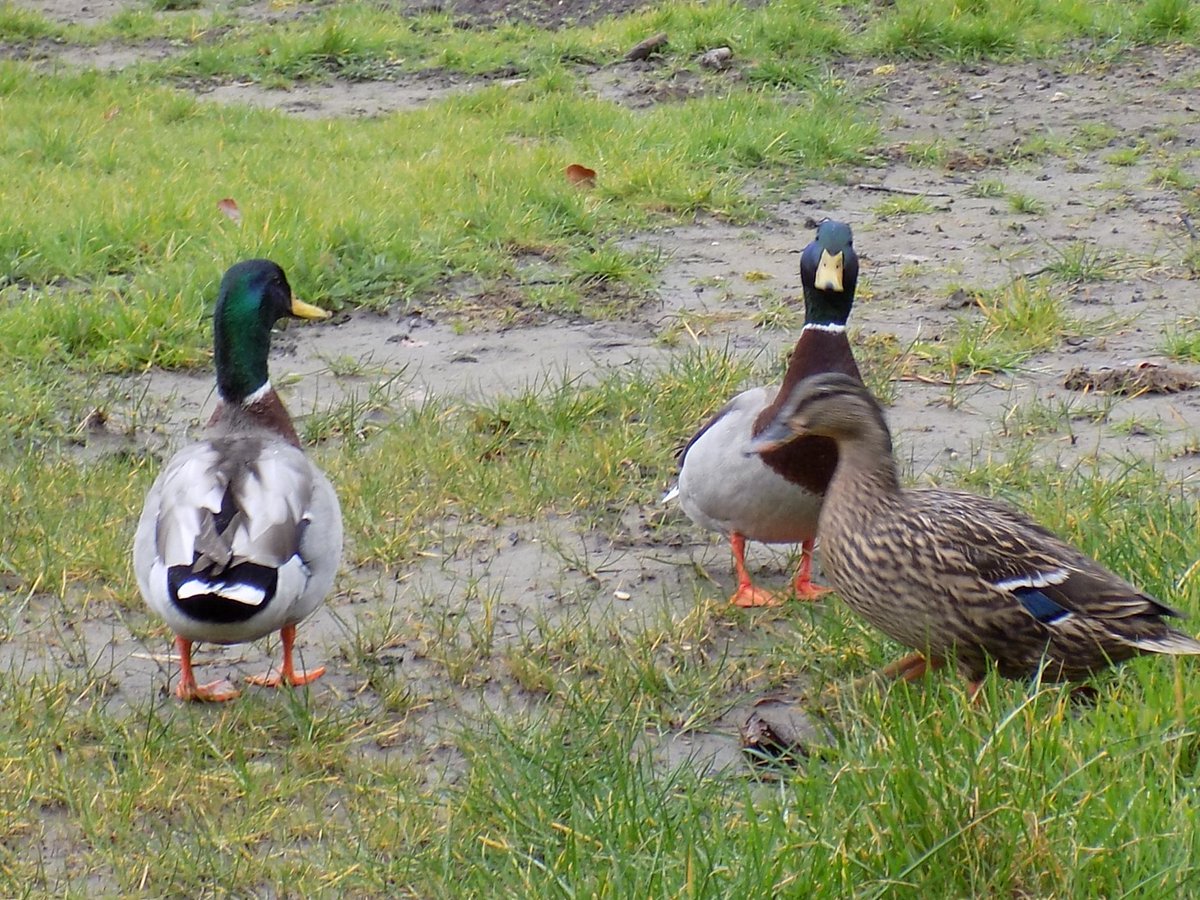 DevizesSchool's tweet photo. Welcome back to our ducks, they have been visiting for several years now ππ¦π¦π¦
A lovely addition to the quad this morning....
#beingDevizes https://t.co/TyqpBJVt8F