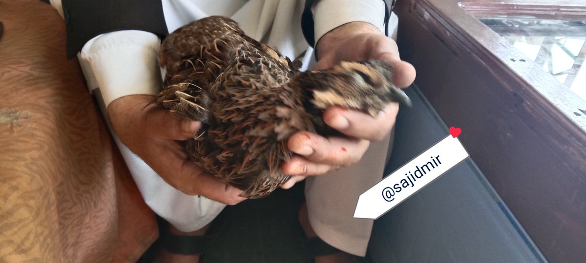 sajidmir44's tweet photo. #Koklass #pheasant, who came to #Human Settlement in search of food, was killed.
Because of loss of #habitat, #wildlife enter in human settlements. In these conditions #wildlife loss is also going high. 
Pakistan administrative Kashmir Neelum. 
@NWF @Defenders @World_Wildlife https://t.co/nmKHsfj1Ii