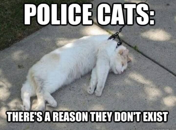 johnnobeard1979's tweet photo. @WA_Police @SupportWACops @CaninePolice https://t.co/egt8ez6q4O