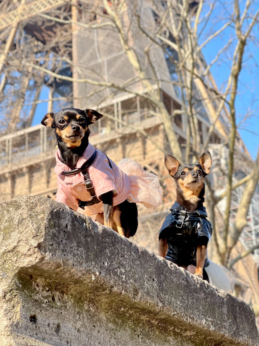 LALUDoggies's tweet photo. While walking around Paris, we ended up under the Eiffel Tower and daddy decided to take a photo of us. Paris has such beautiful sights to visit.

#DogsofTwittter #Dogs #twitterdogcommunity #eiffeltower https://t.co/i19CfYItCQ