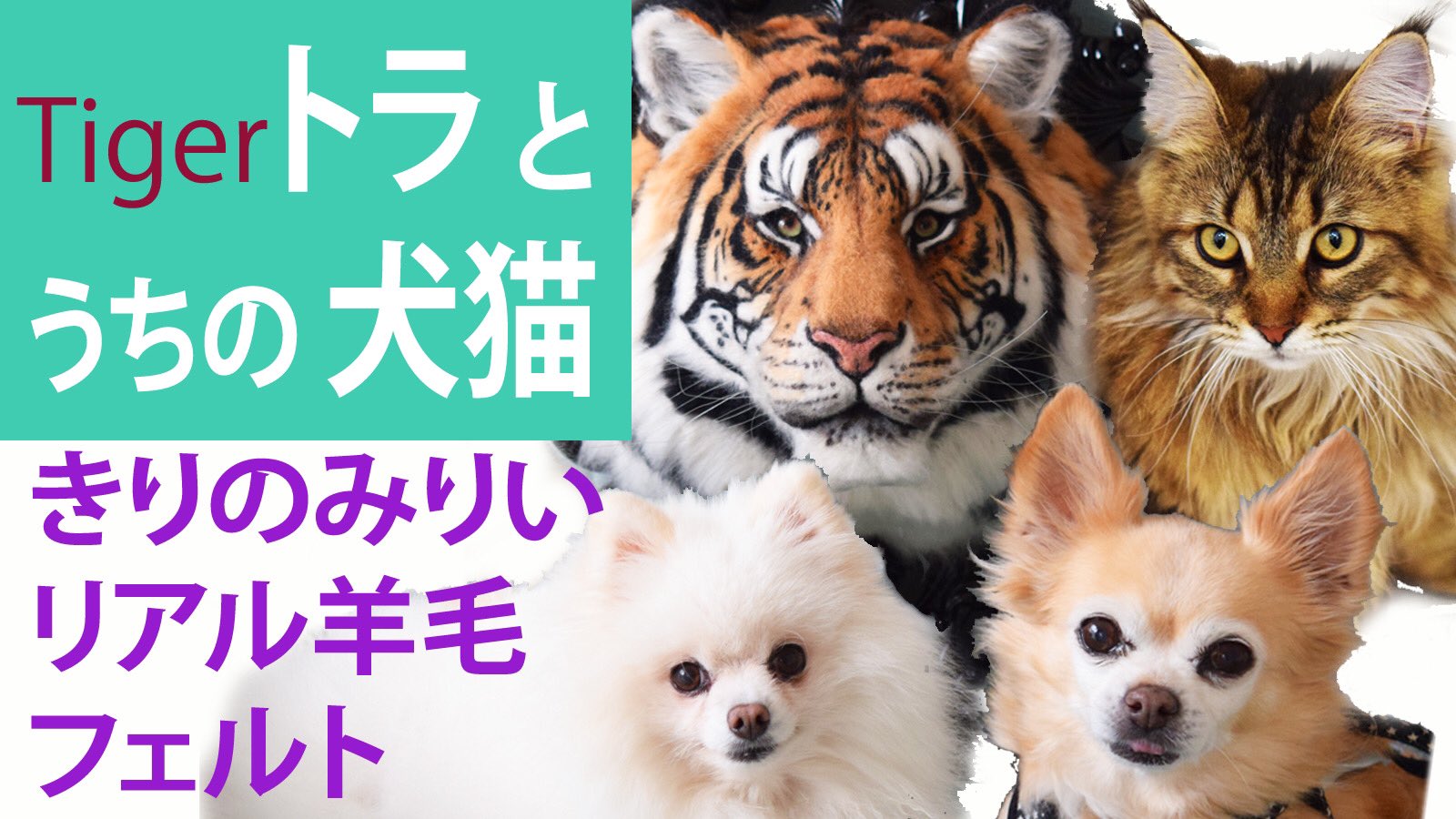 リアル羊毛フェルト 研究家 きりのみりい 動画 T Co Genw1x0kp3 うちのお母ちゃんが 制作した虎さんと 一緒に撮影したよ ちょっとだけ びっくりしちゃった 猫のミャミュは 虎さんの顔みたら ビビっちゃって 参加出来なかったんだわ リアル羊毛フェルト 研究家 きりのみりい 動画 T Co Genw1x0kp3 うちのお母ちゃんが 制作した虎さんと 一緒に撮影したよ ちょっとだけ びっくりしちゃった 猫のミャミュは 虎さんの顔みたら ビビっちゃって 参加出来なかったんだわ