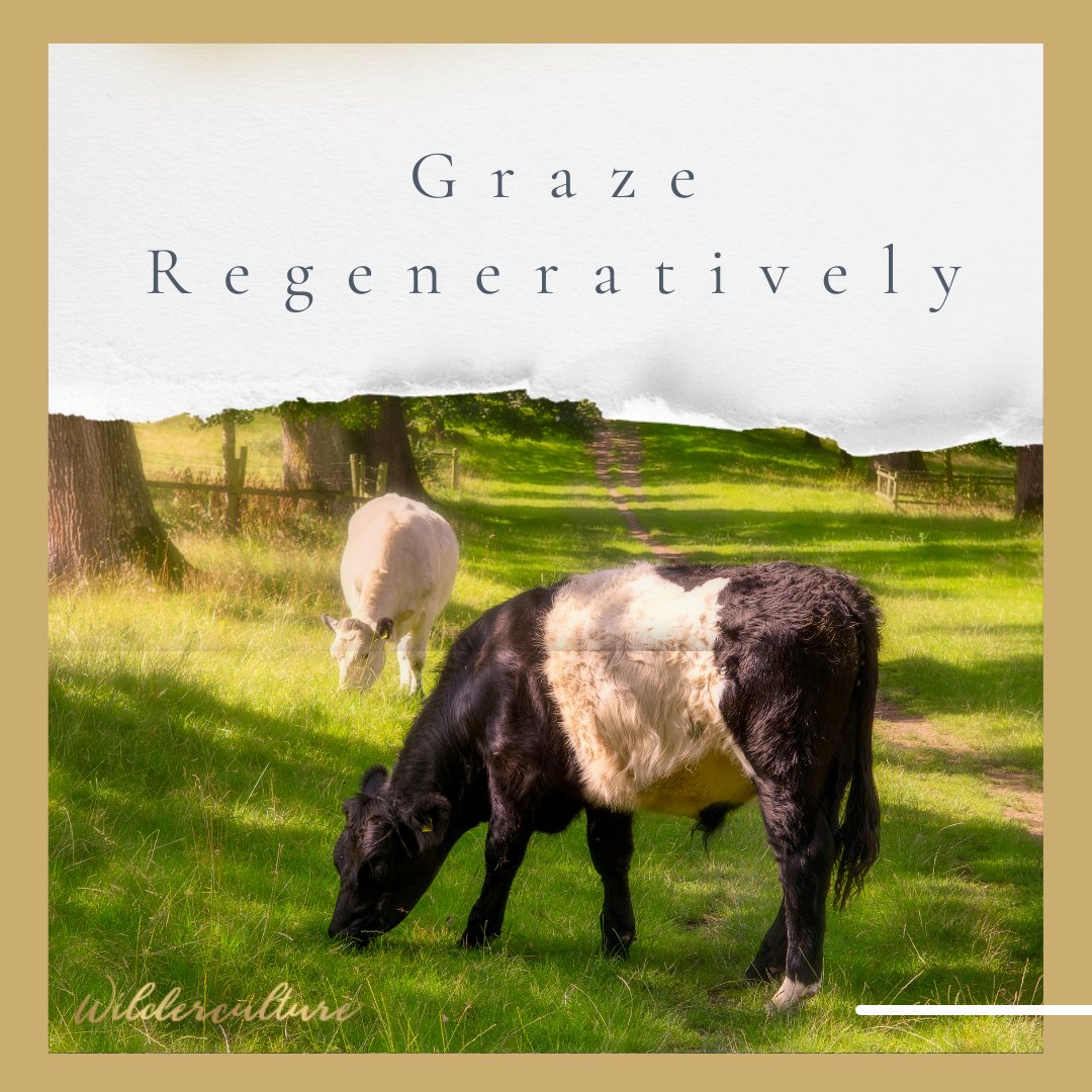 Grazing animals are an integral part of our landscape, but in the absence of predators and shepherds to move them in a way that is #regenerative, those same grazing animals have in fact degenerated our uplands. We teach how to use them regeneratively.
ed.gr/dwp46