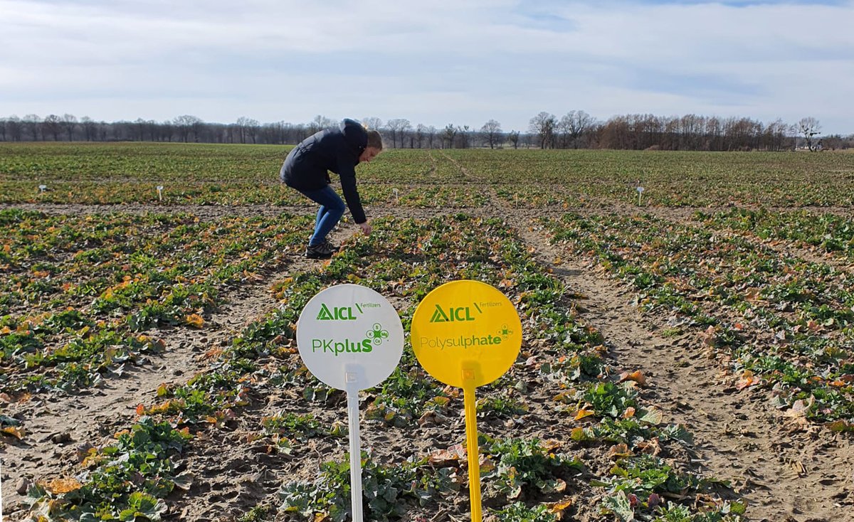 fertilizerpluS's tweet photo. Our agronomy team in #Poland have been visiting ICL trial plots to check the health and condition of the growing crops.
In this trial we are looking at the use of 2 of our premium ICL @FertilizerpluS products, #Polysulphate and #ICLPKpluS #fertilizers, on oil seed rape (#OSR). https://t.co/4zWuaBiAXf