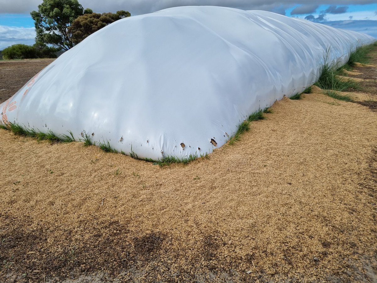 Anyone else have this issue with crows? Oats