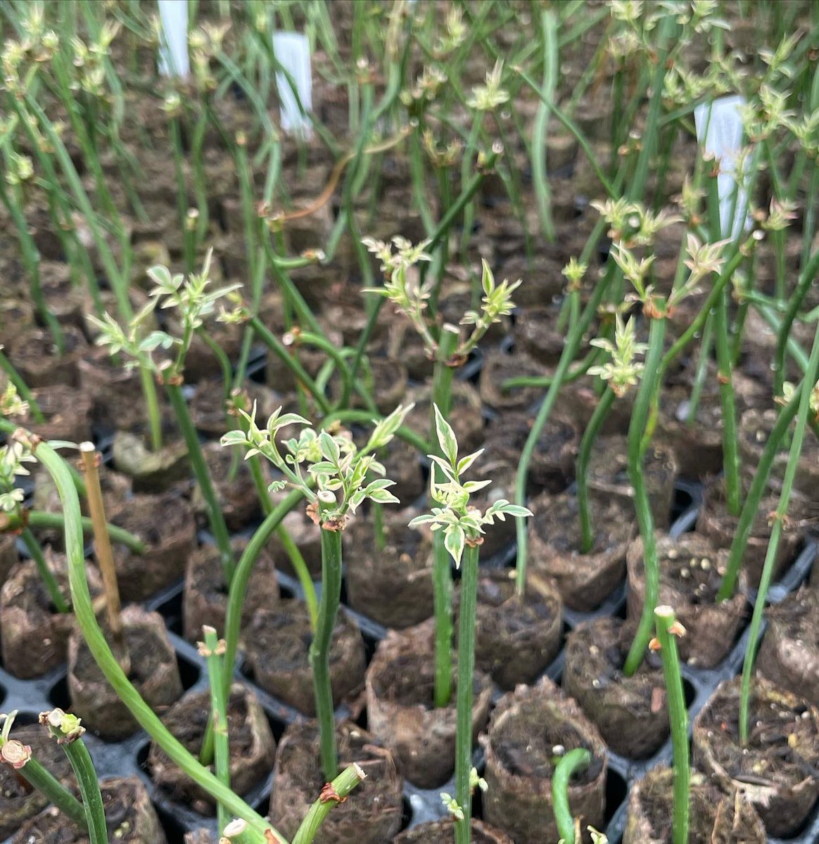 Spring is coming, look at everything budding away in our prop house! ☀️🌱 
.
.
.
#plants #buds #springiscoming #plantaflower