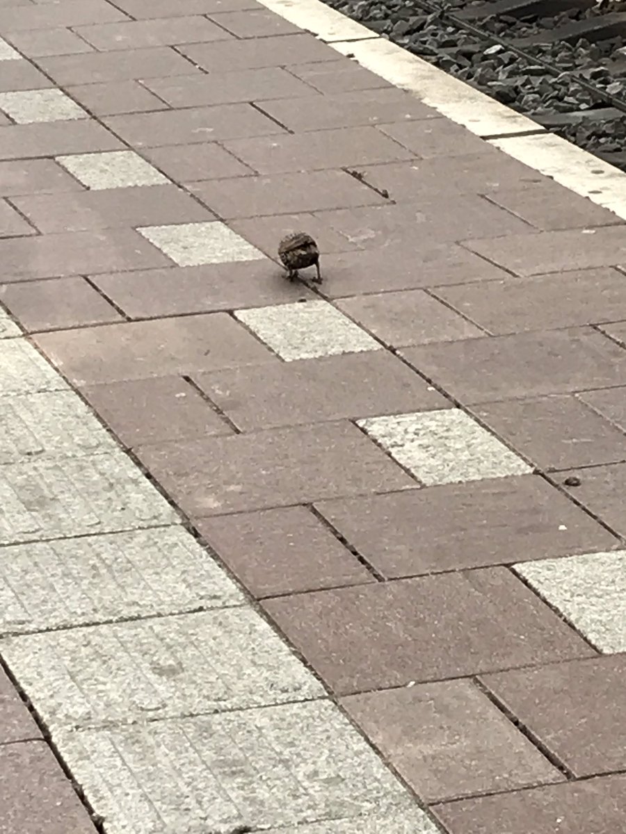 Grappige techniek van spreeuwen op Rotterdam Centraal. Stoppen snavel in de voeg en openen dan hun snavel zodat “rommel” omhoog geduwd wordt en beschikbaar komt om eventueel op te eten. Stoeptegelspreeuw