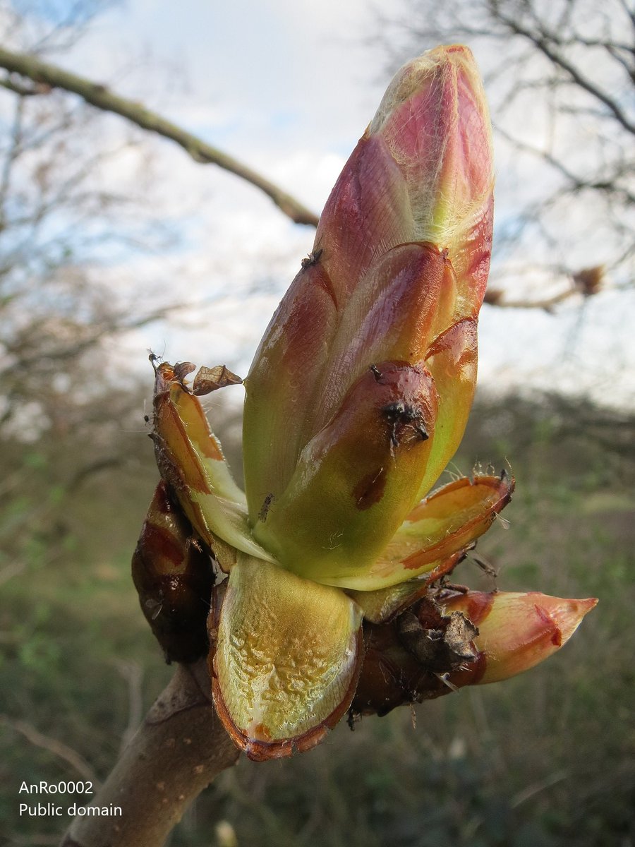 BUCBotany's tweet photo. This time a neophyte deciduous #tree from #Stace4. Within the only genus with opposite, palmate leaves. Also has very distinctive #fruits and #flowers. But what is it called? 1/2 https://t.co/HdGOa36dMl