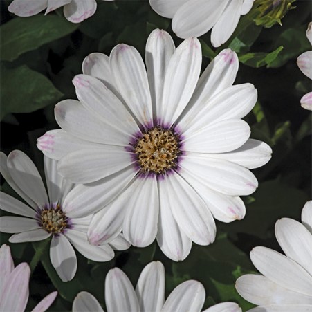 deJagerBulbs's tweet photo. It's the #dejager hour on #QVCUK at 1pm, Saturday 12th March. We'll be bringing you many magnificent, colourful displays including these Osteospermum Astra Daisies. Giving you showy blooms through the summer and bringing vibrancy to beds, borders & pots.
https://t.co/96gET21Wal https://t.co/oUr6j93p3M